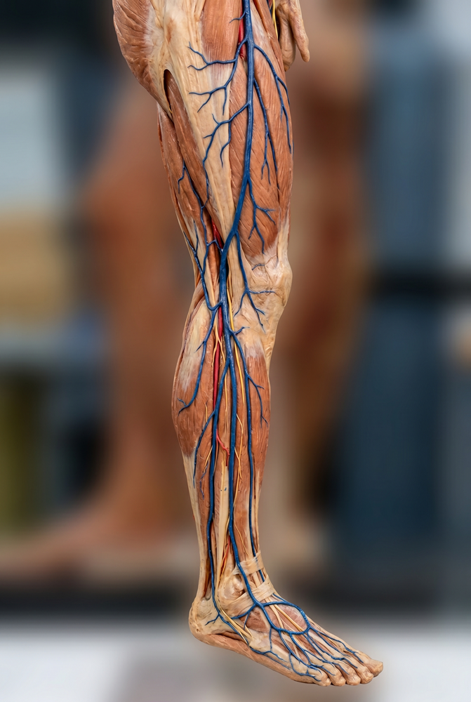 Ilustração anatômica de uma perna humana mostrando músculos, veias (azul) e artérias (vermelho) da coxa ao pé, destacando as estruturas vasculares e musculares - ideal para entender doenças vasculares e Cirurgia Vascular em um fundo desfocado.